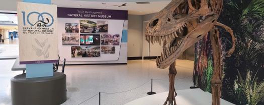 Cleveland Museum of Natural History - Juvenile T-Rex Jane